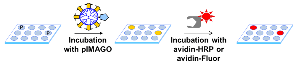 pIMAGO-Detection-on-Microplate