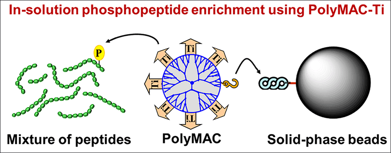 PolyMAC-Phosphopeptide-Enrichment