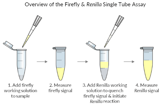 Firefly & Renilla Luciferase Single Tube Assay Kit (#30081) 