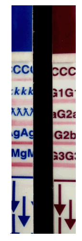 Mouse Antibody Isotyping Kit, Rapid Test