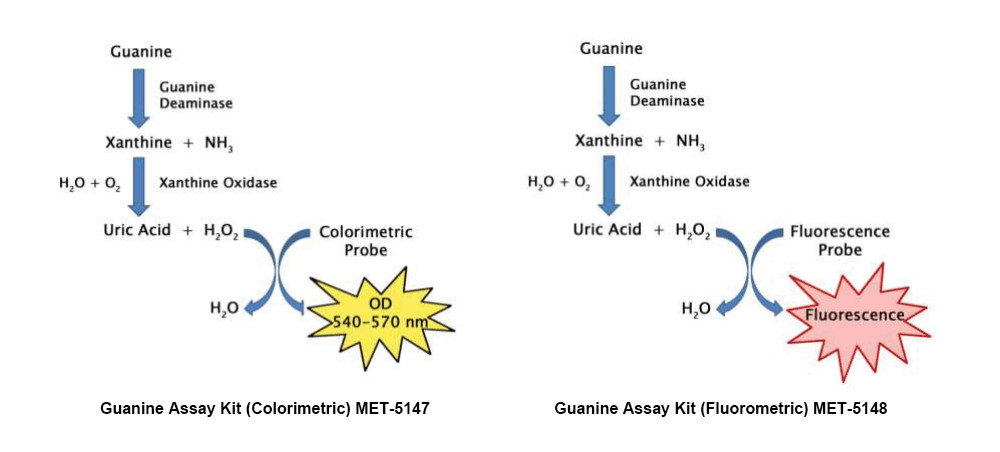Guanine Assay kit (#MET-5147, #MET-5148)