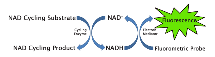 NAD+/NADH Assay Kit (#MET-5014, MET-5030)