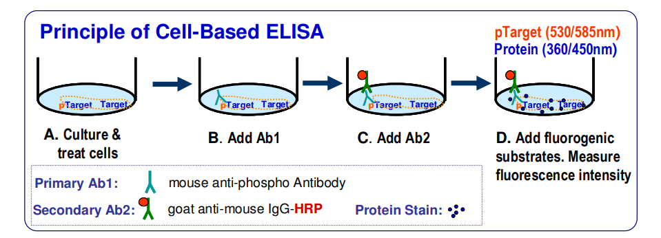 Protein-Phosphorylation-ELISA-Kit-principle