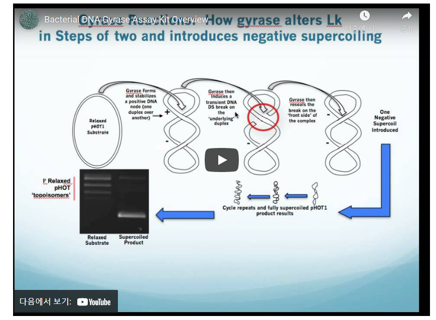 bacterial DNA gyrase assay kit overview 동영상보기 