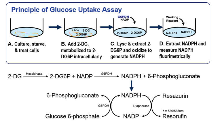 Glucose Uptake Assay Kit (#EFGU-100)