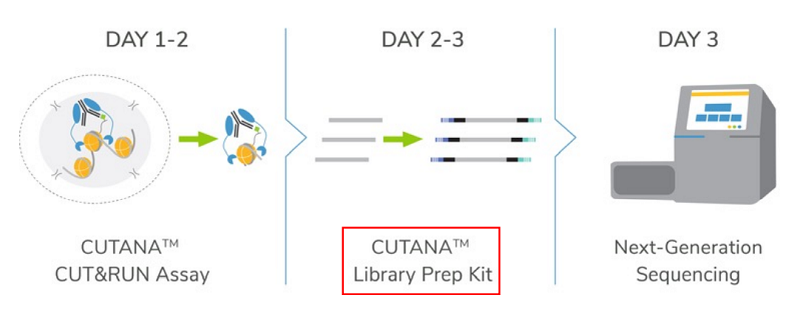 cut&run library prep kit workflow