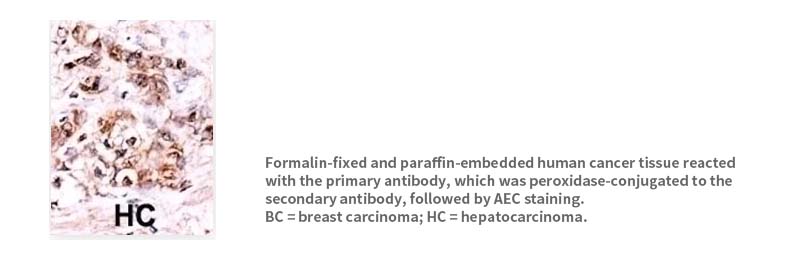 DUSP15-Antibody-63-481