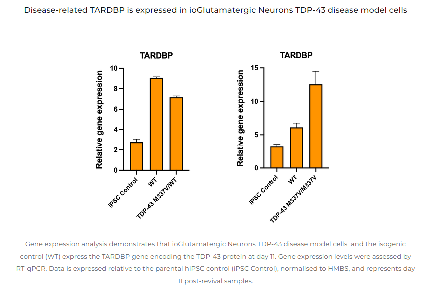 TDP-43-ALS-cell