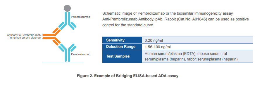 anti-id antibody immunogenicity