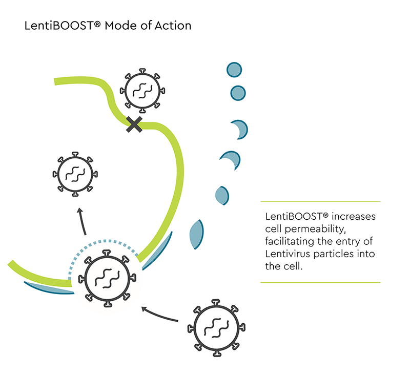 lentiboost-mode-of-action