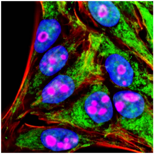 Sequential labeling of formaldehyde-fixed HeLa cells with two Tyramide Amplification Kits