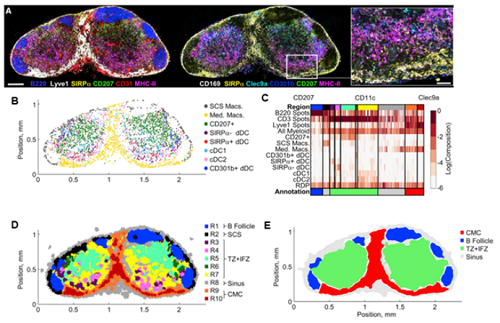 Staining more targets simultaneously allows detailed studies of tissue architecture