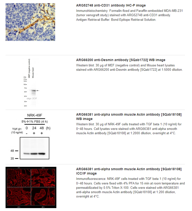 Microvascular Density Antibody Panel