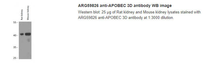 ARG59826 anti-APOBEC 3D antibody WB image