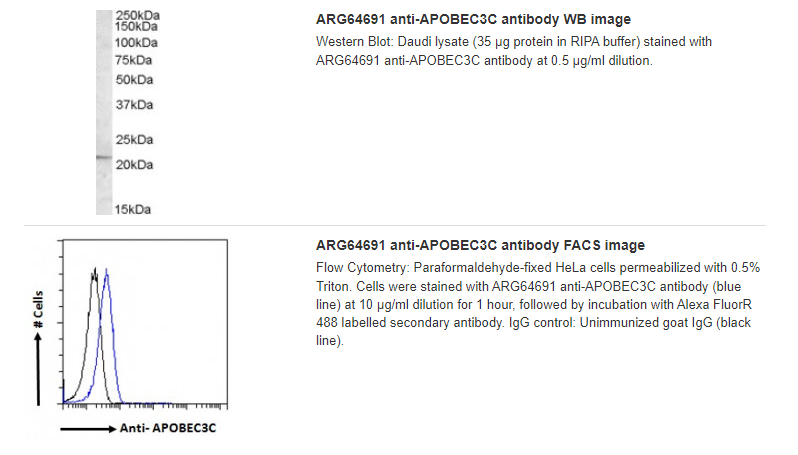 ARG64691 anti-APOBEC3C antibody WB image