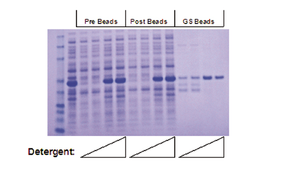 Solubilization_and_Renaturation_of_GST-RTK_fusion_protein