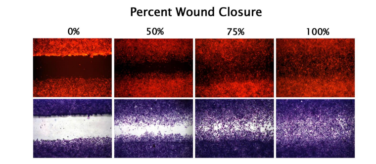 Percent Closure of MEF/STO Cells. STO cells were tested using the CytoSelect™ 24-Well Wound Healing Assay. 