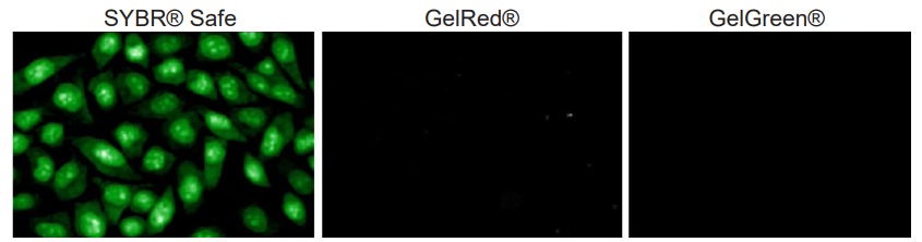 gelred-gelgreen-cell-permeability-test