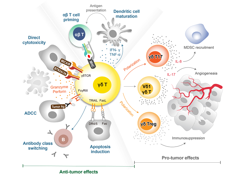 koma-Human_Gamma_Delta_T_Cell_Multiplex_Kit_mechanism.png