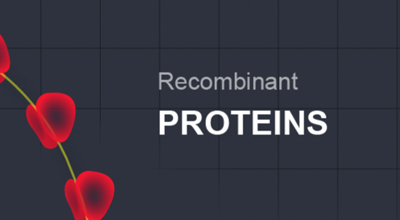 [ARIGO] 320여가지 Recombinant Protein 20% 할인 이미지