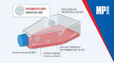 마이코플라즈마 오염 해결사 이미지