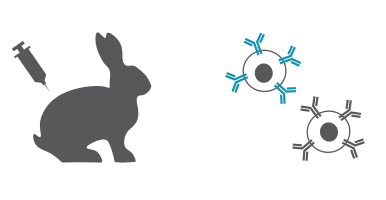 main-antibody.jpg